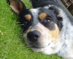 dog-100381_1280